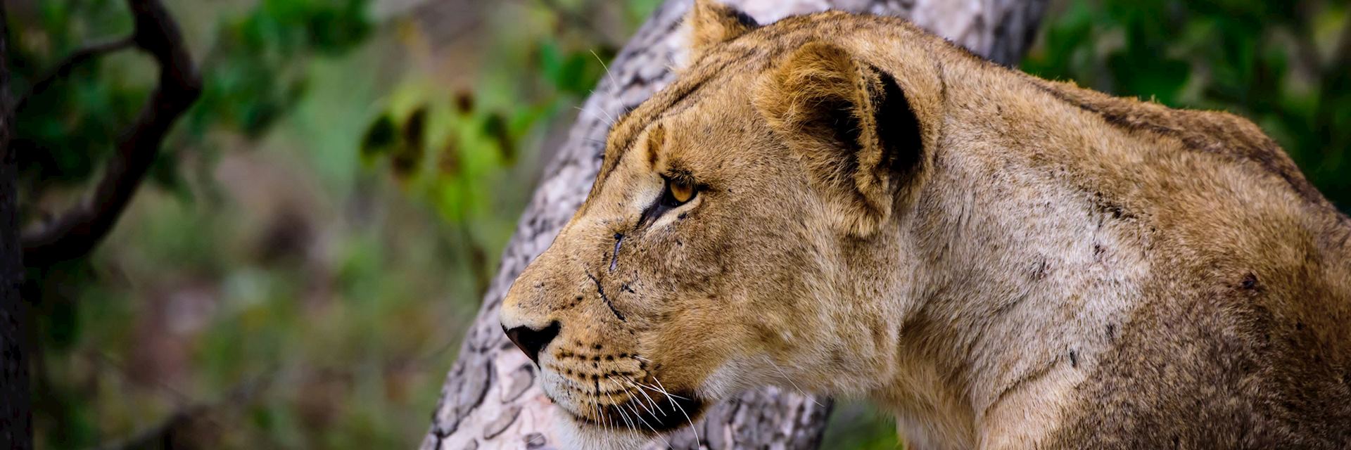 Lioness, Sabi Sands Wildtuin