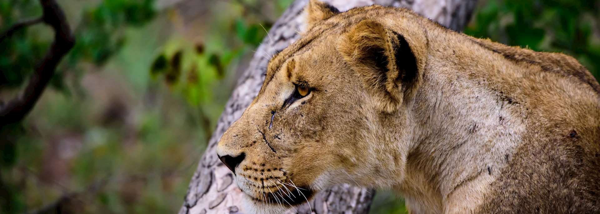 Lioness, Sabi Sands Wildtuin