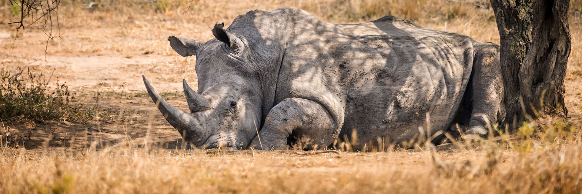 White rhino, Mlilwane National Park, Eswatini