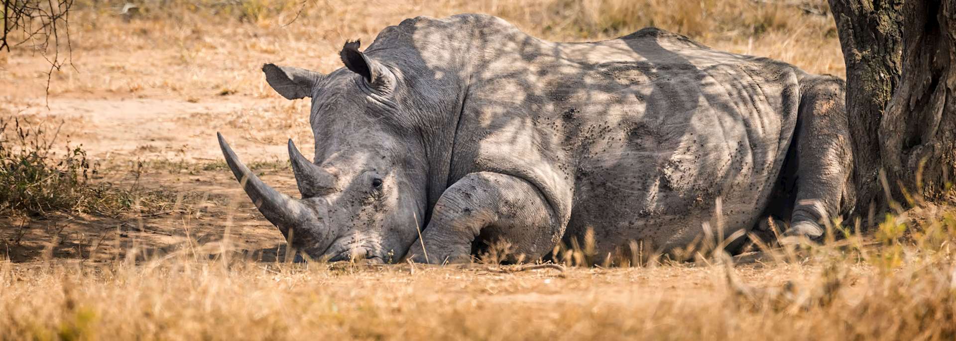 White rhino, Mlilwane National Park, Eswatini