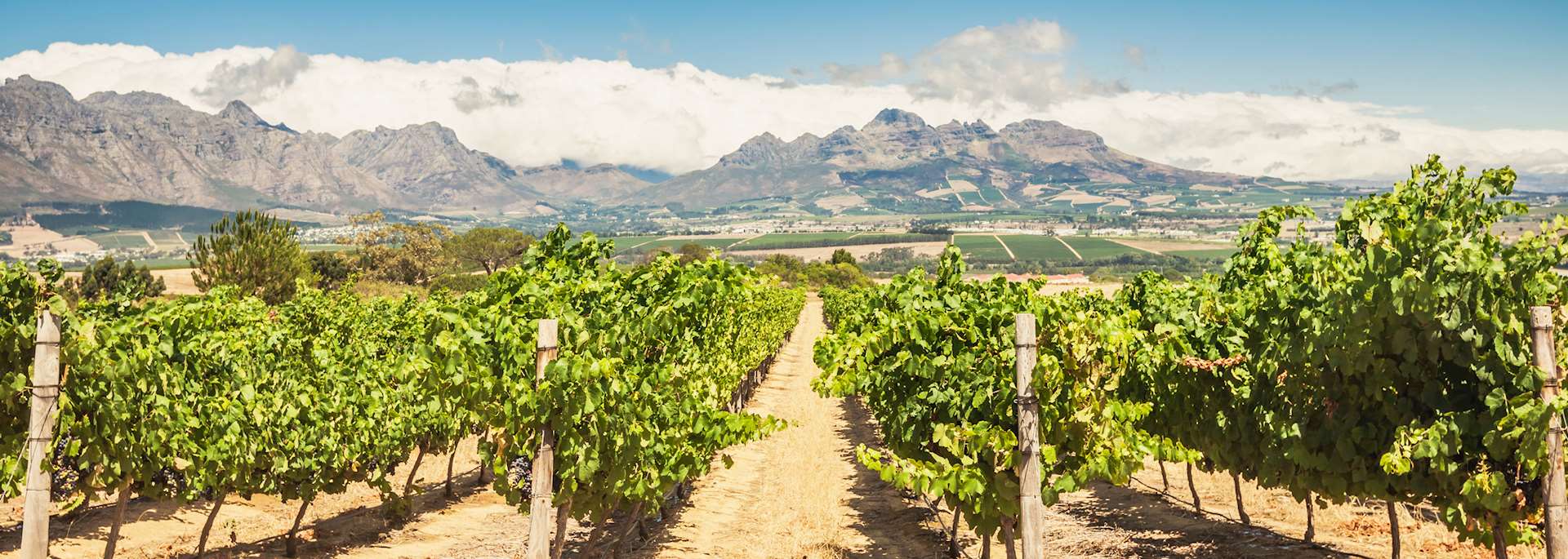 Vineyard in Stellenbosch