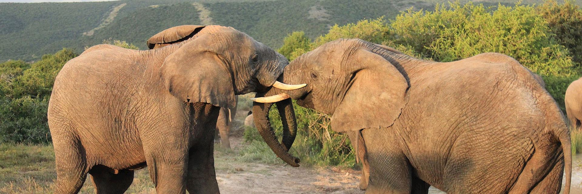 Elephants in Shamwari Private Game Reserve