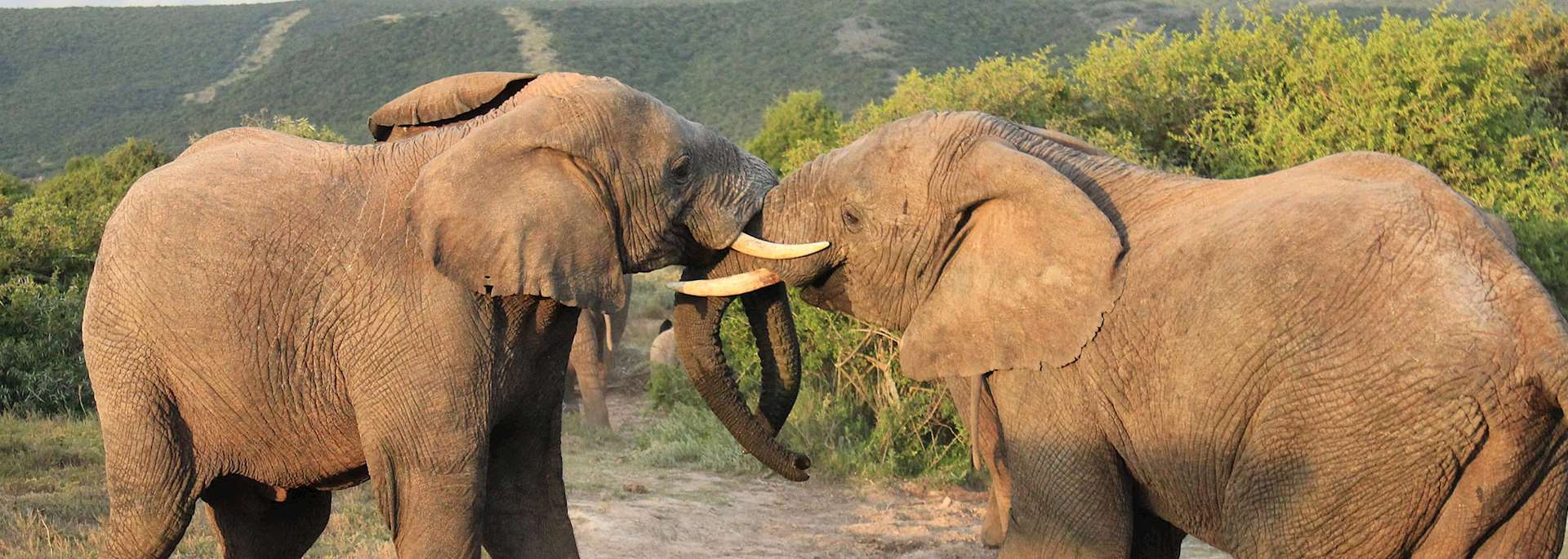 Elephants in Shamwari Private Game Reserve