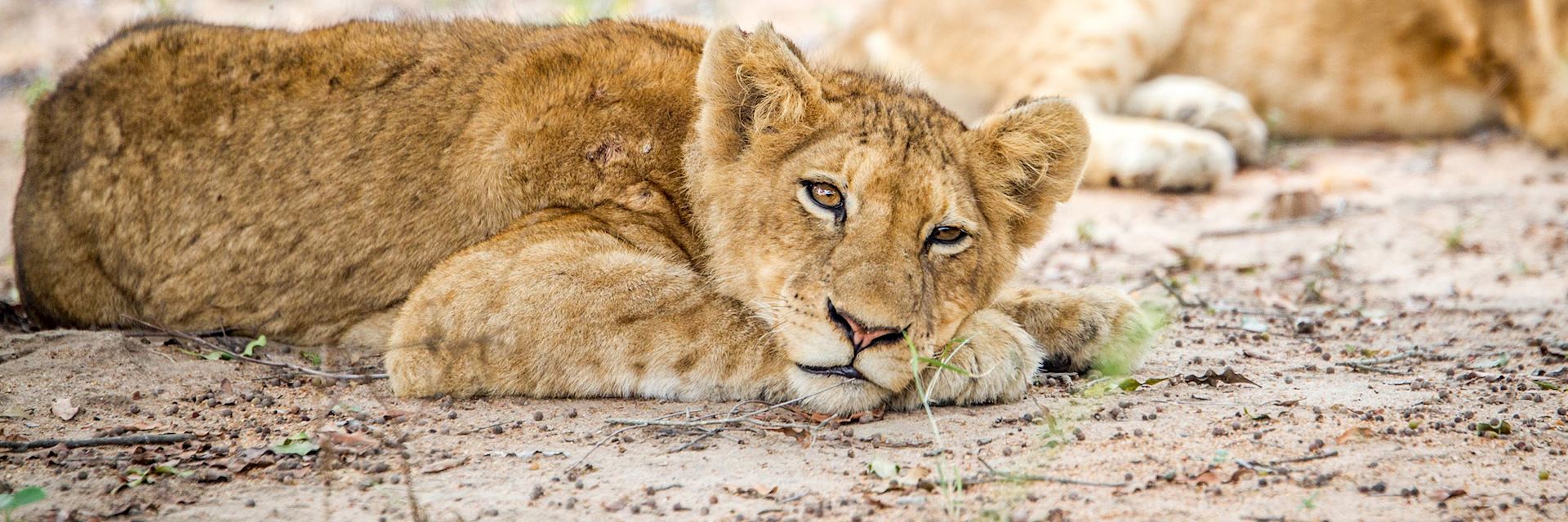 Lion cub in Kapama Private Game Reserve