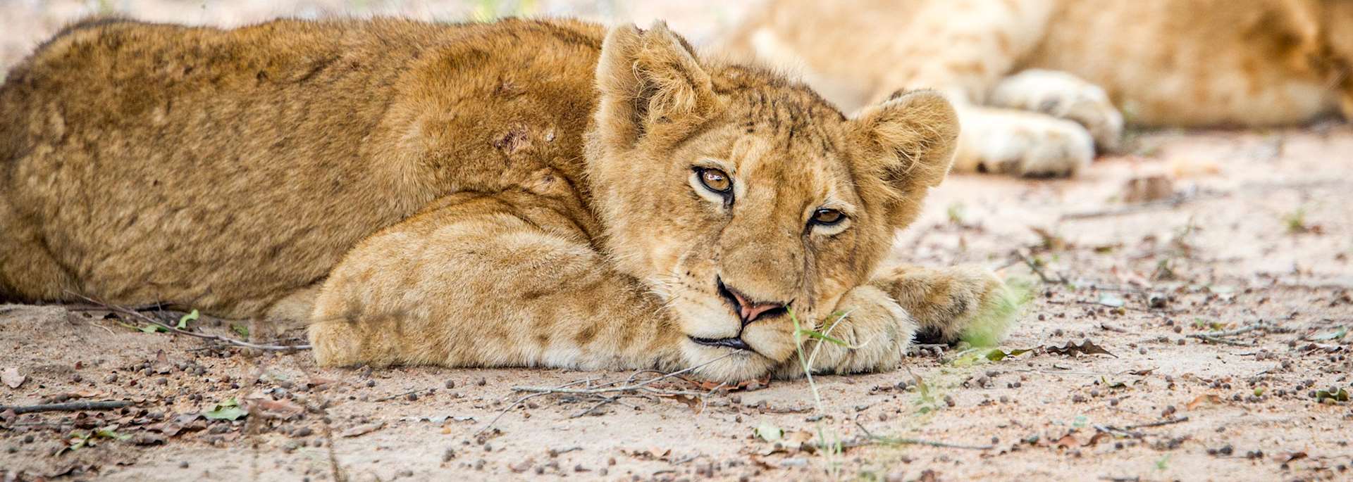 Lion cub in Kapama Private Game Reserve