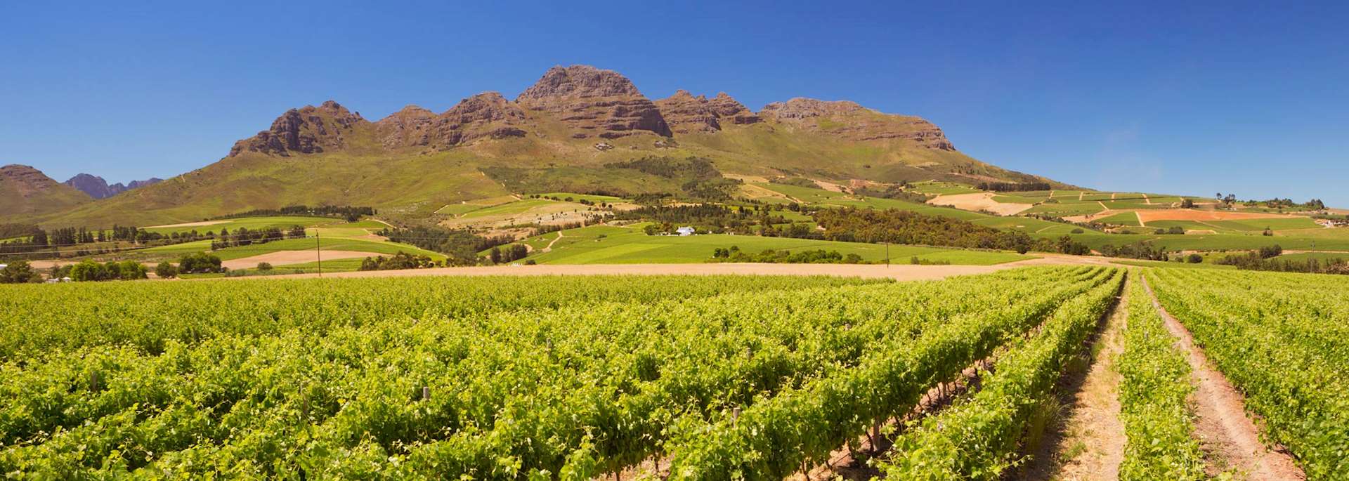 Stellenbosch vineyard