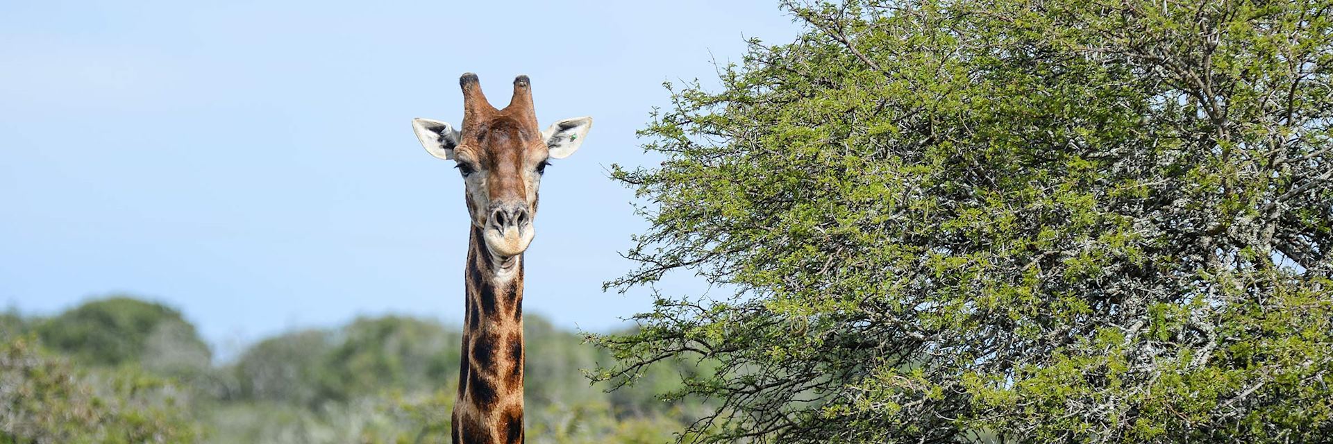 Giraffe in Amakhala Game Reserve