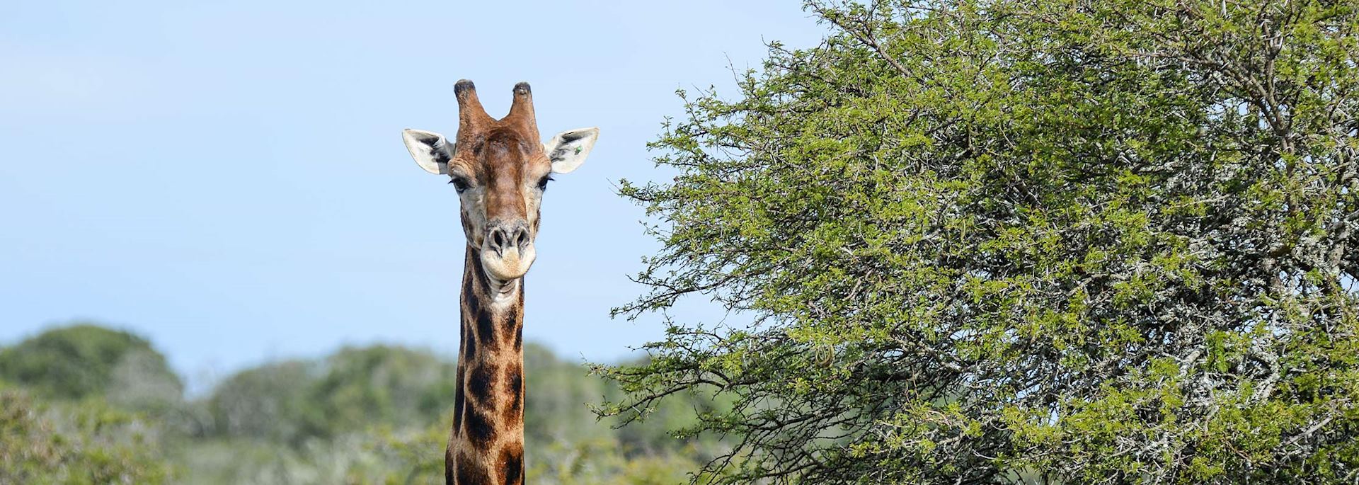 Giraffe in Amakhala Game Reserve