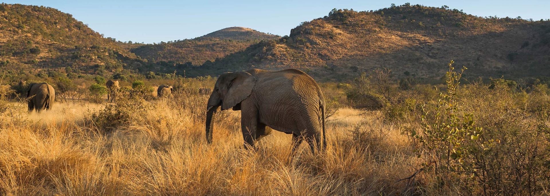Elephants in Pilanesberg National Park