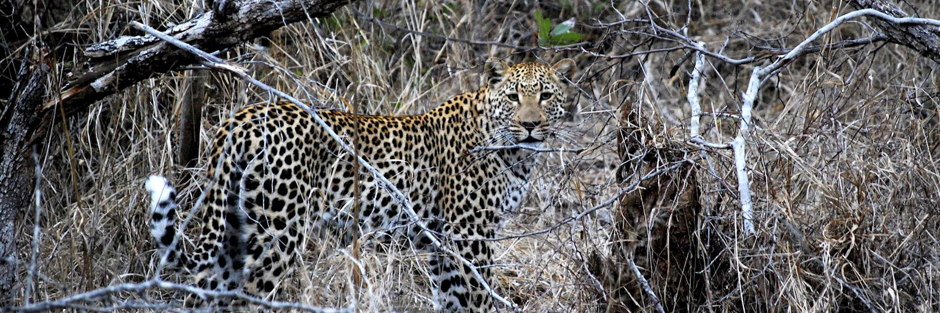 Leopard, Kwandwe Private Game Reserve