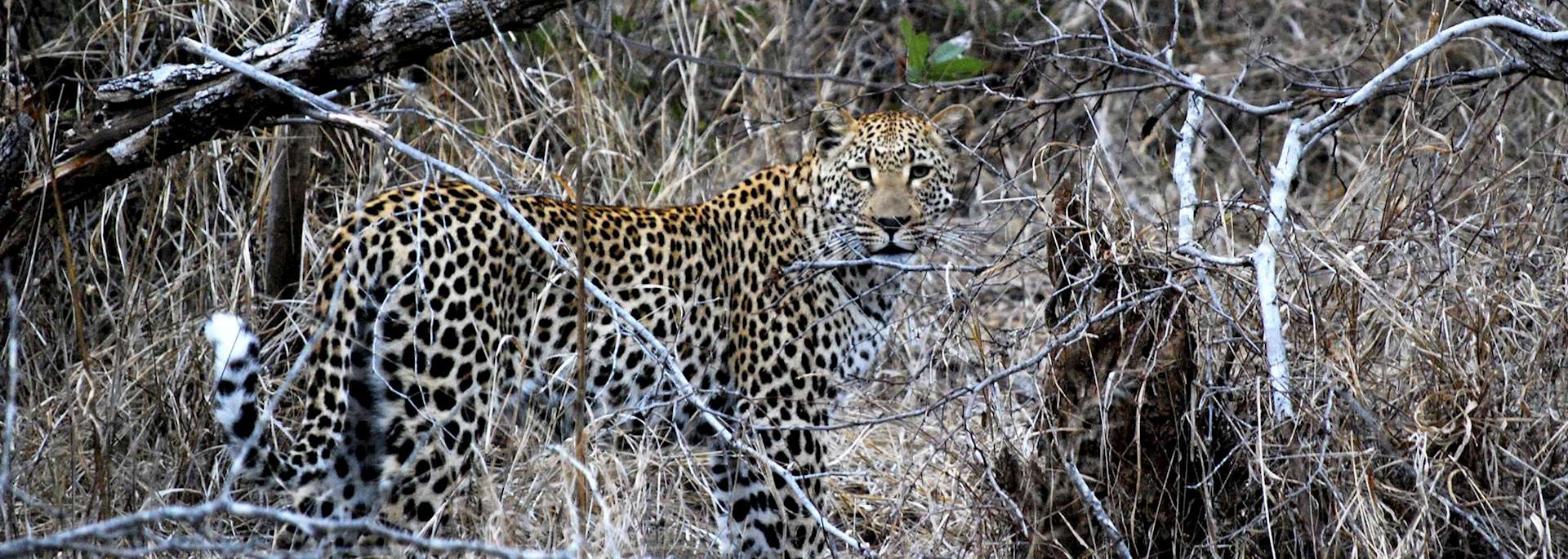 Leopard, Kwandwe Private Game Reserve