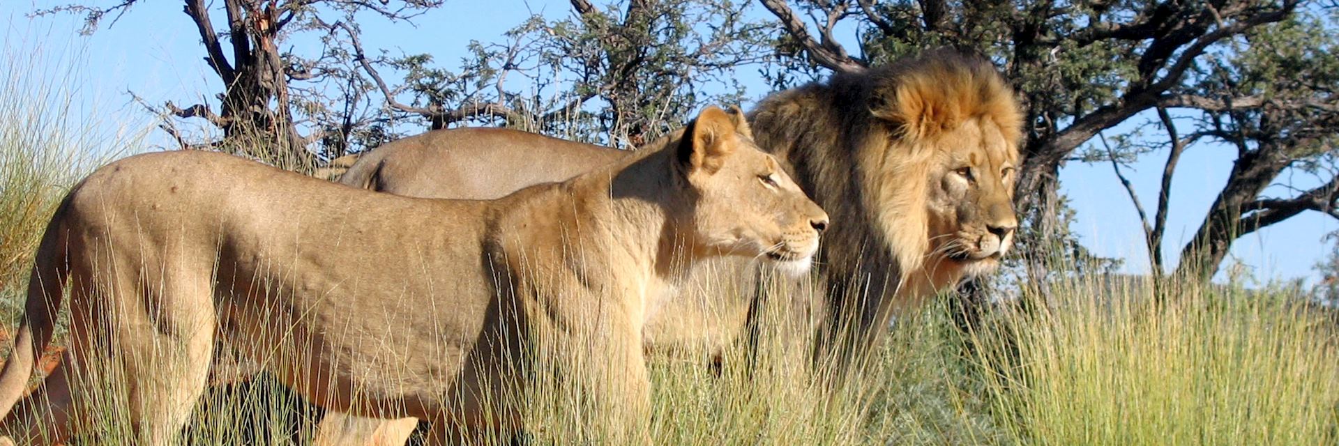 Lion in the Kalahari