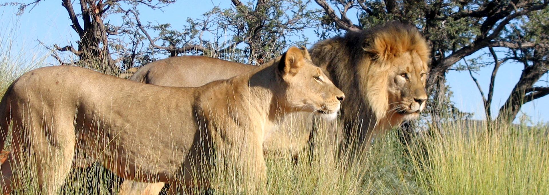 Lion in the Kalahari