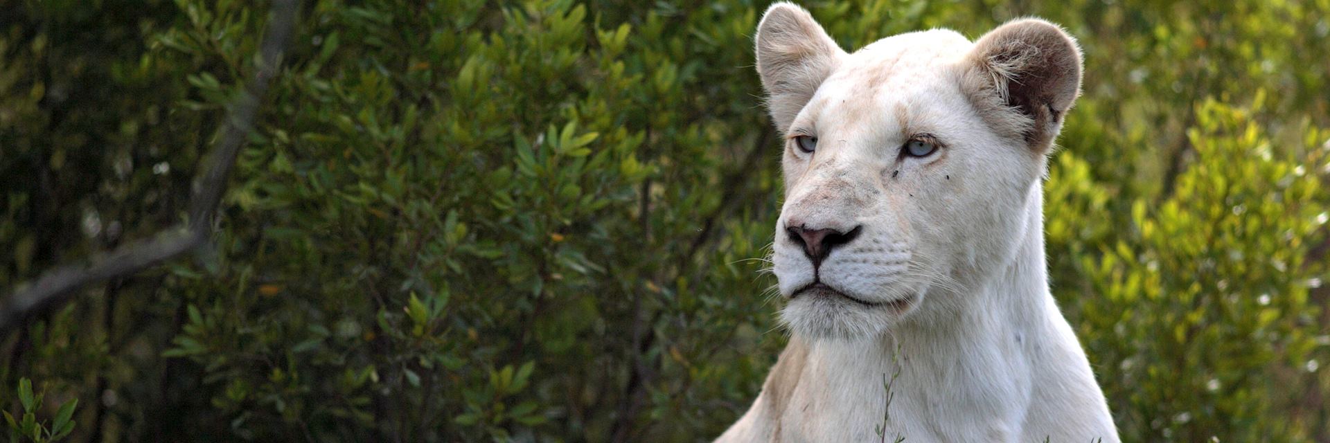 White lioness, Pumba Private Game Reserve