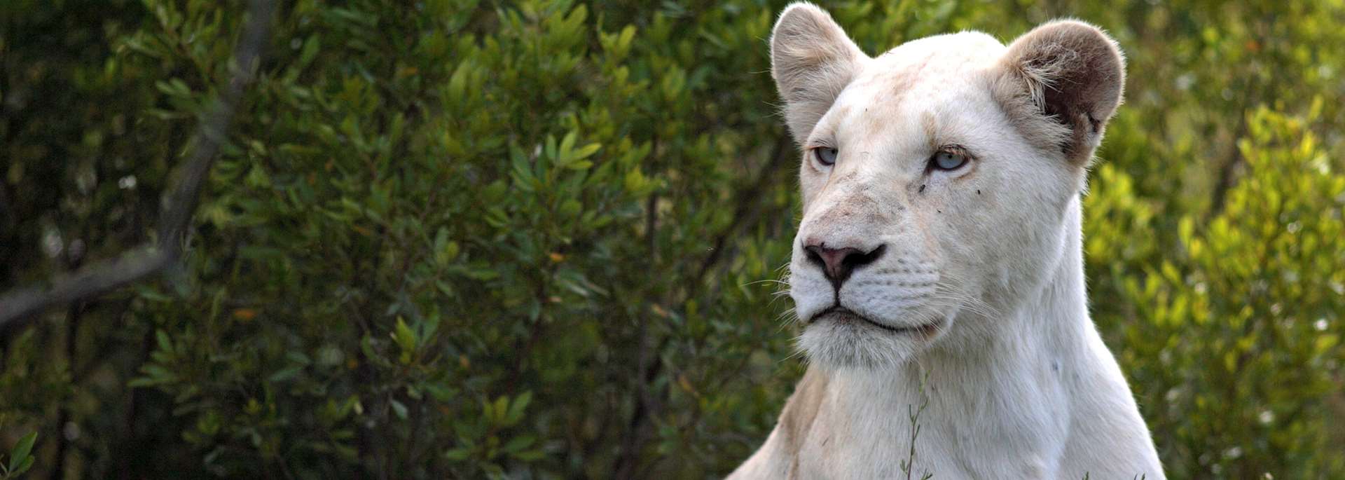 White lioness, Pumba Private Game Reserve