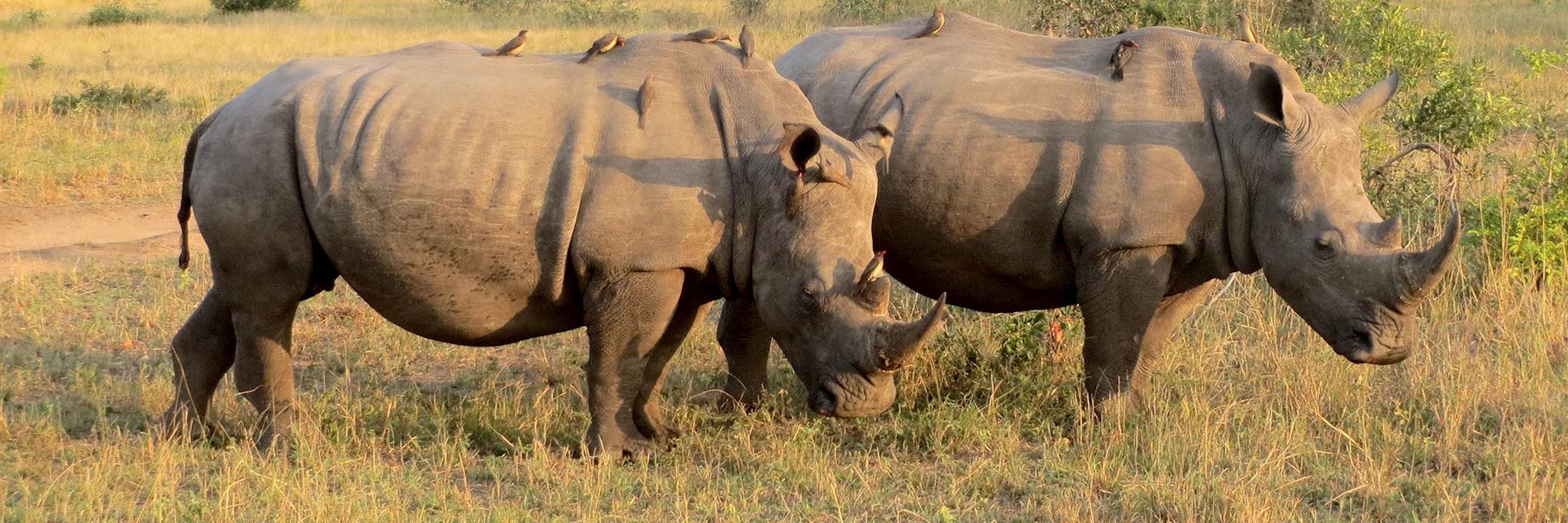 White rhino, Thornybush Reserve, South Africa