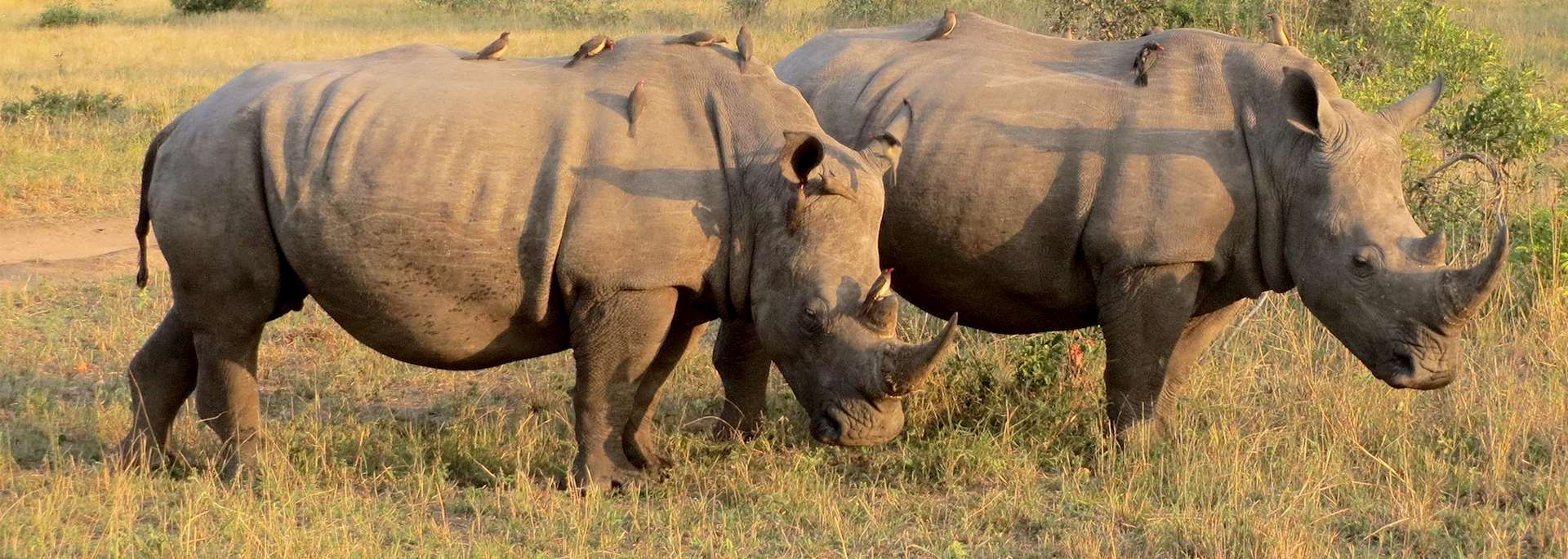White rhino, Thornybush Reserve, South Africa