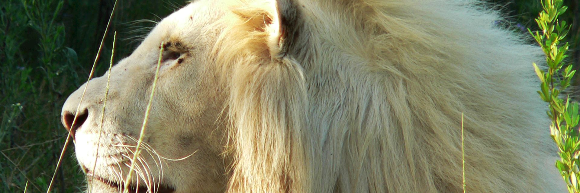 White lion, Pumba Game Reserve