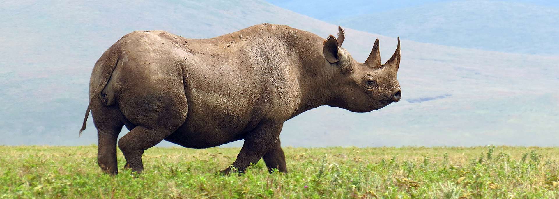 Black rhino, Ngorongoro Crater