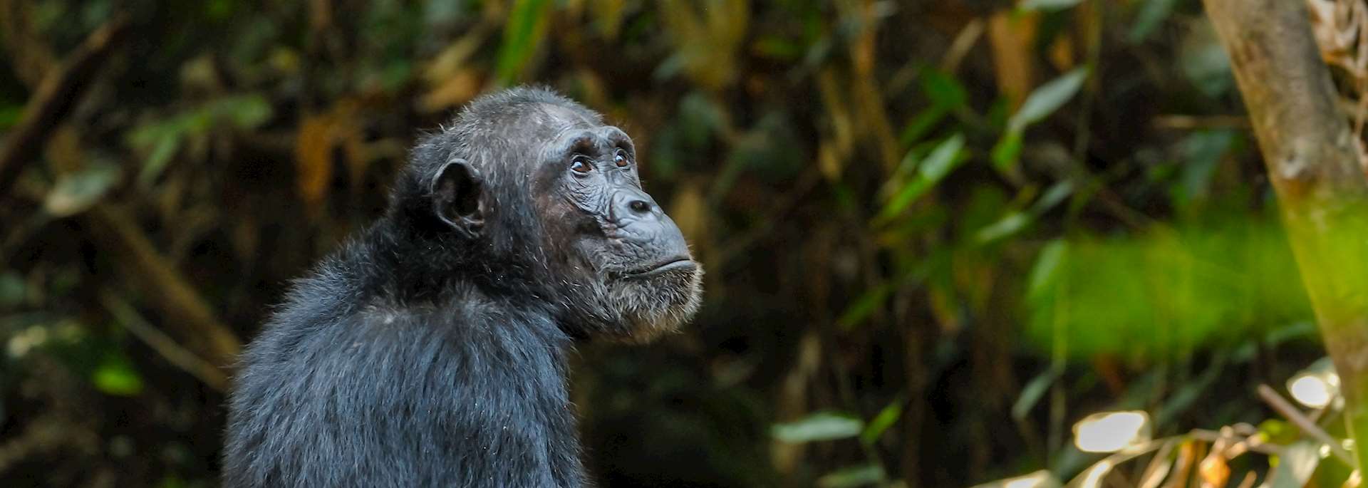 Chimpanzee, Mahale Mountains