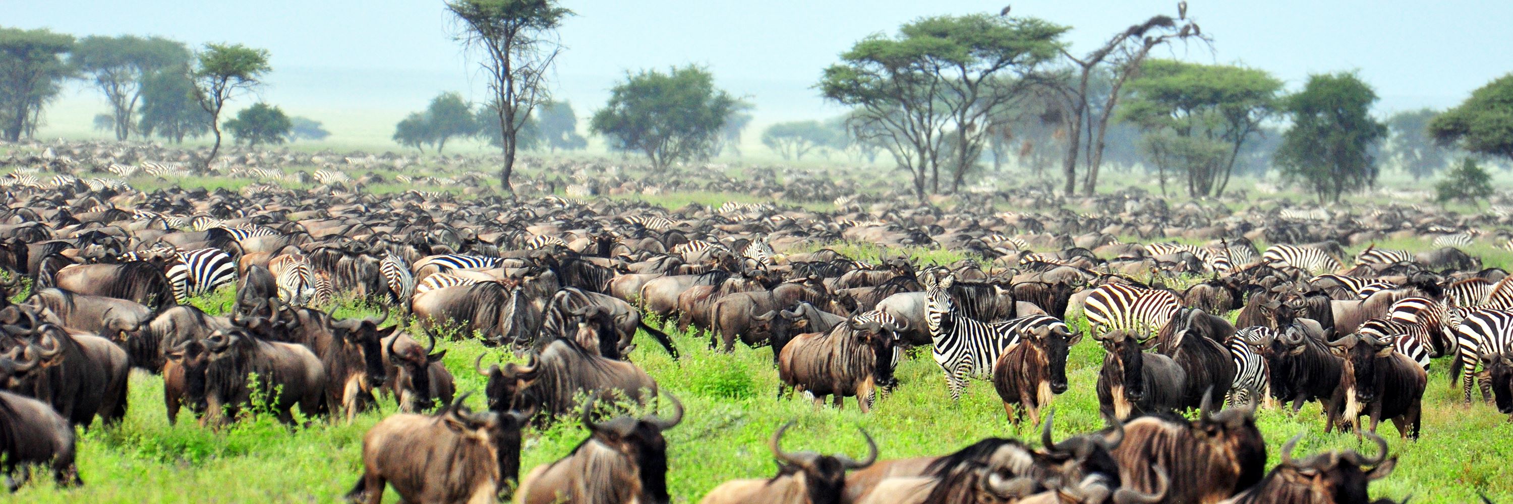 See the Great Migration, Tanzania | Audley Travel