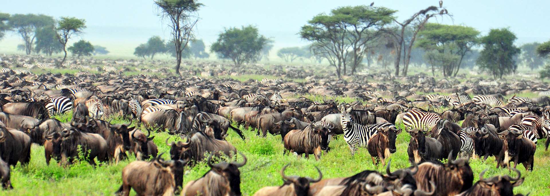 Great Migration, Serengeti National Park