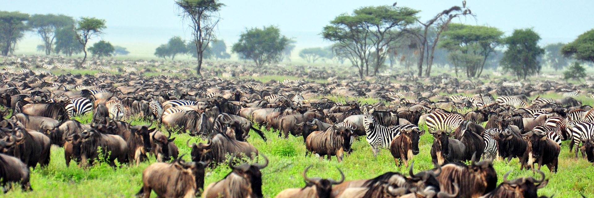 Great Migration, Serengeti National Park