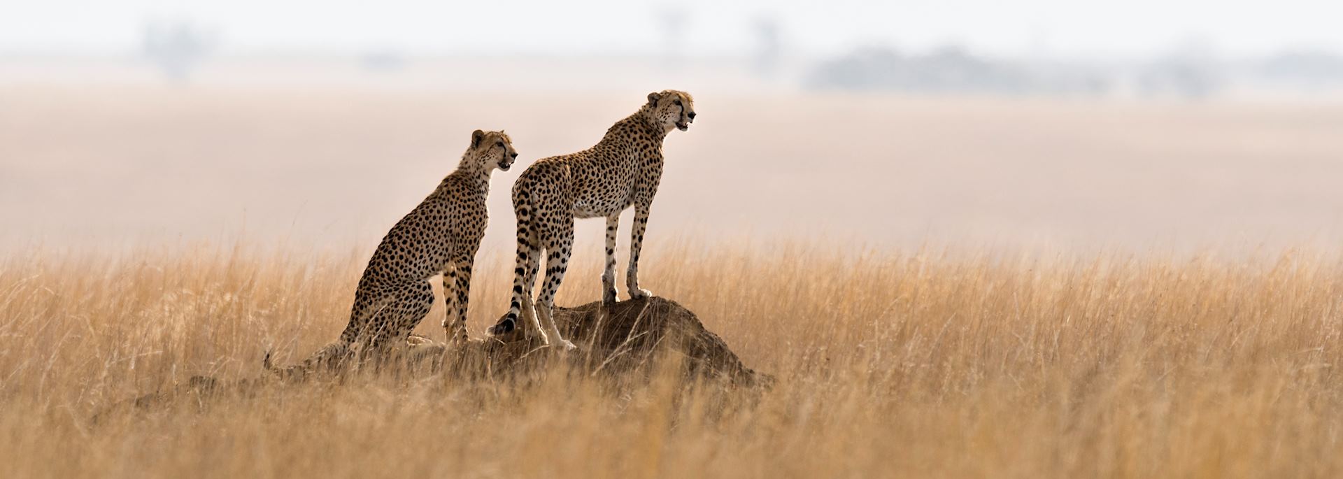 Cheetahs in Serengeti National Park