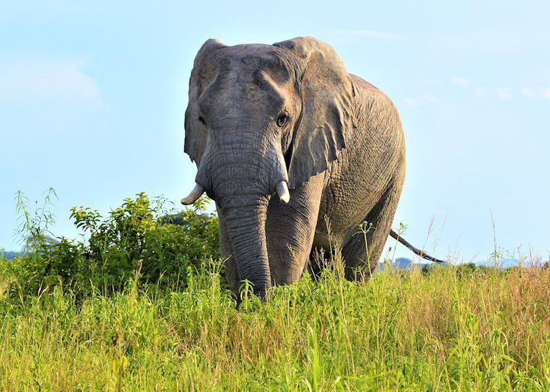 Elephant, Ruaha National Park