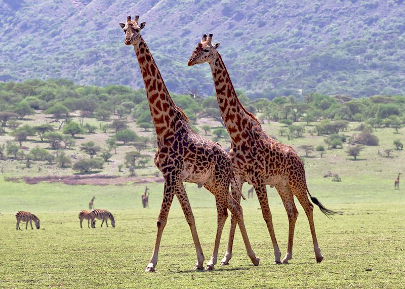 Giraffe, Ngorongoro Crater