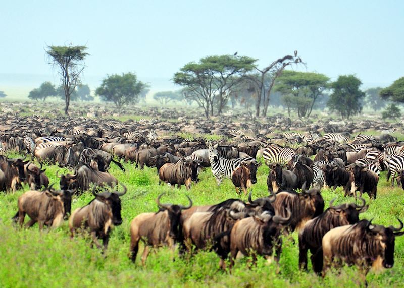 Zebra and wildebeest, Serengeti National Park
