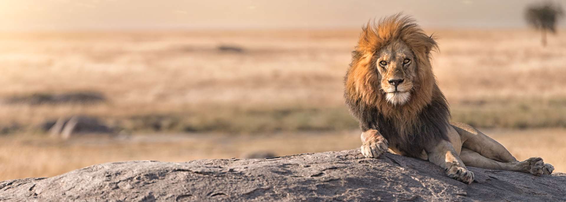 Lion, Serengeti National Park