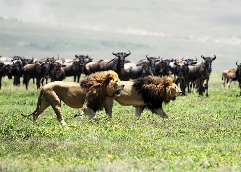 Lions, Ngorongoro Conservation Area