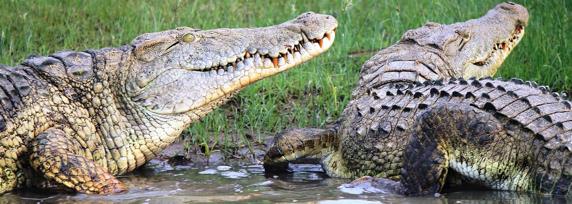 Crocodiles in Nyerere National Park