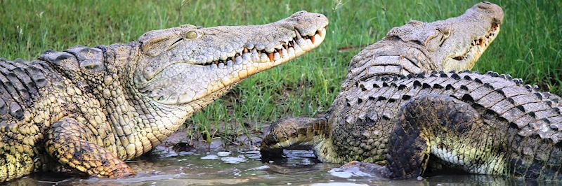 Crocodiles in Nyerere National Park