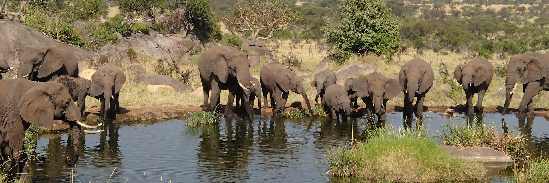 Elephants drinking, Serengeti National Park