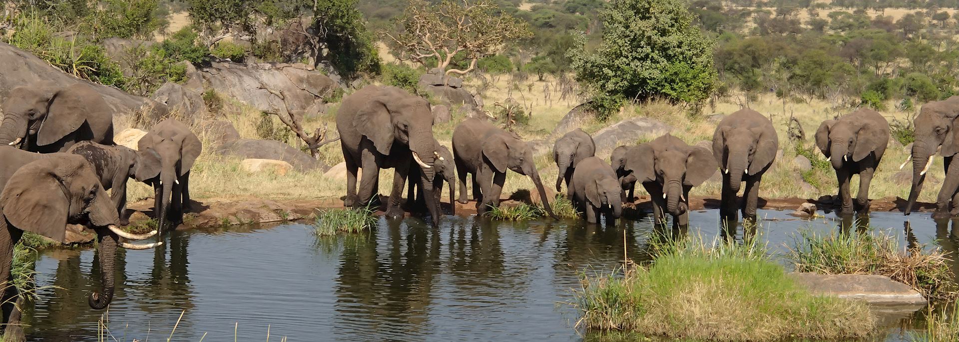 Elephant drinking, Serengeti National Park