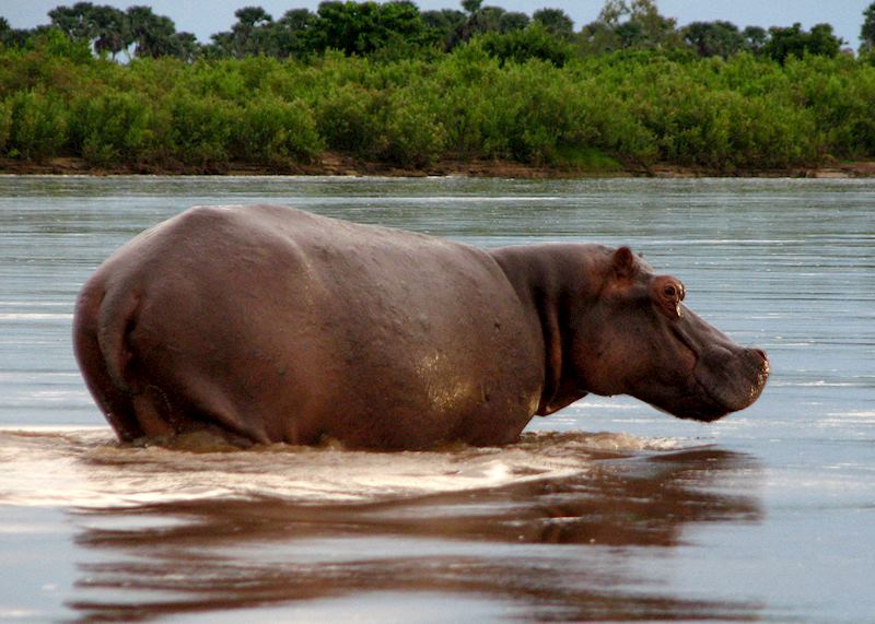 Hippo in Nyerere National Park