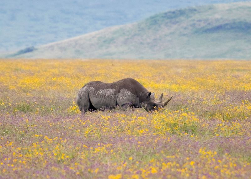 Rhino, Ngorongoro Crater