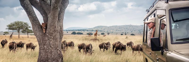 Safari drive in Serengeti National Park