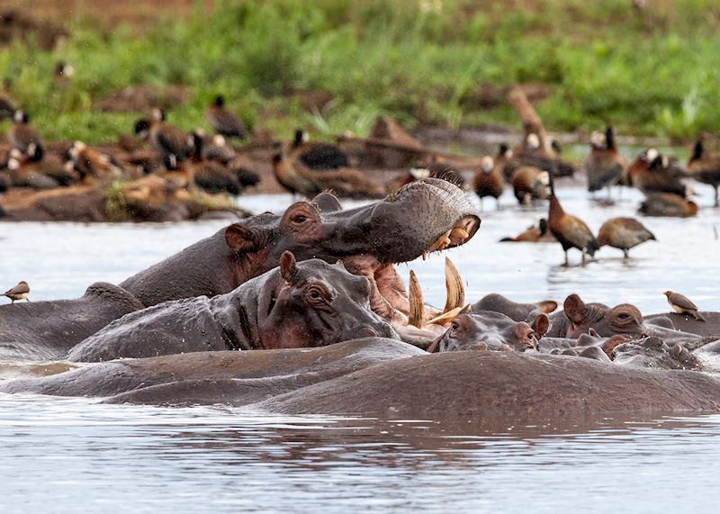 Hippos, Lake Manyara National Park
