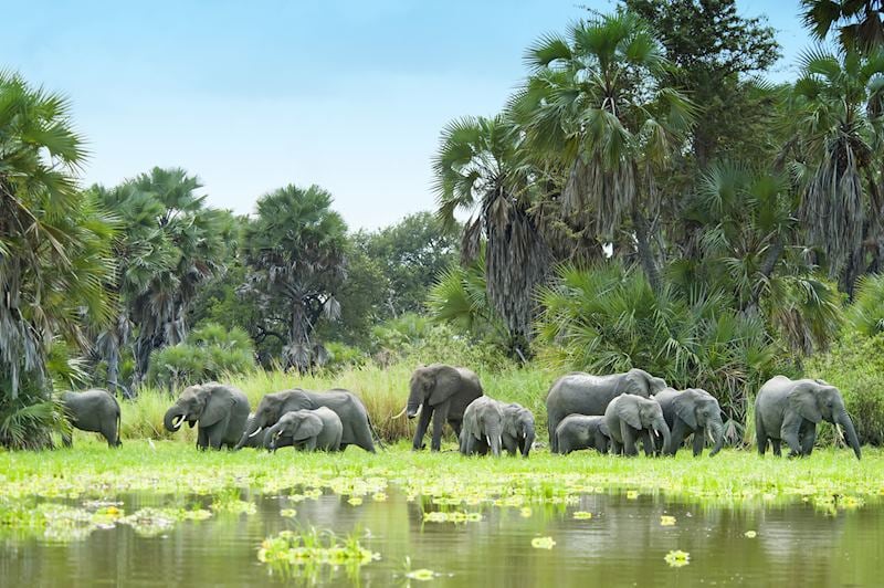 Elephants, Nyerere National Park
