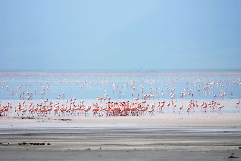 Flamingos, Lake Manyara National Park