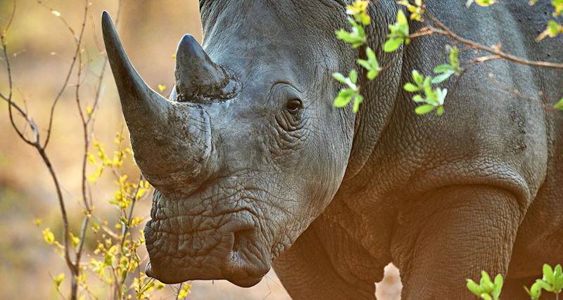 White rhino, Serengeti National Park