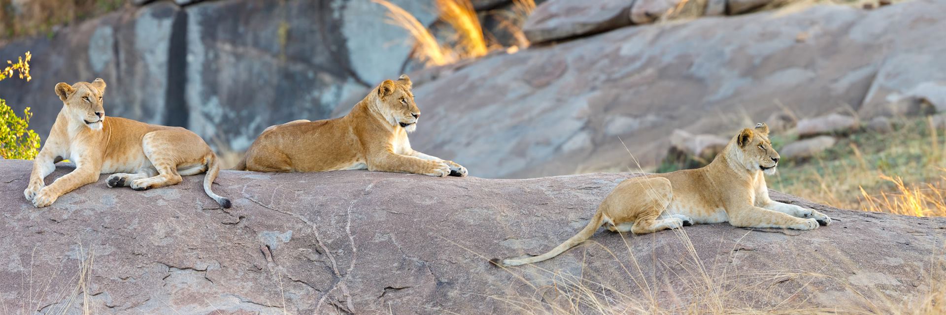 Lion in the Serengeti, Tanzania