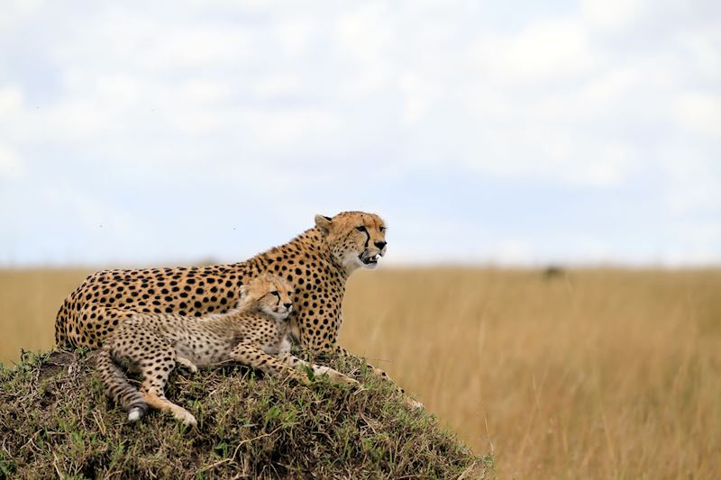 Cheetah and her cub on the open plain of the Serengeti