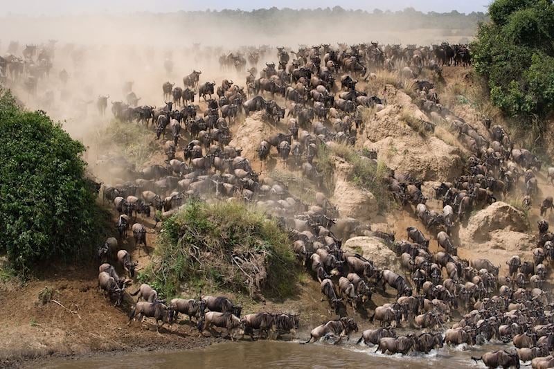 Wildebeests crossing the Grumeti River, Serengeti National Park