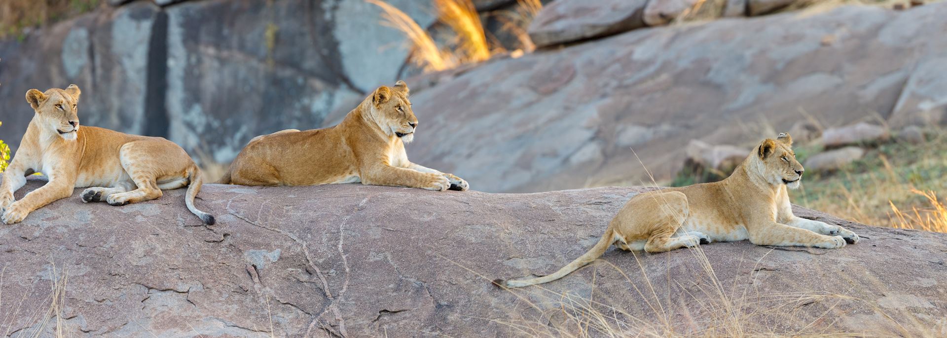 Lion in the Serengeti, Tanzania