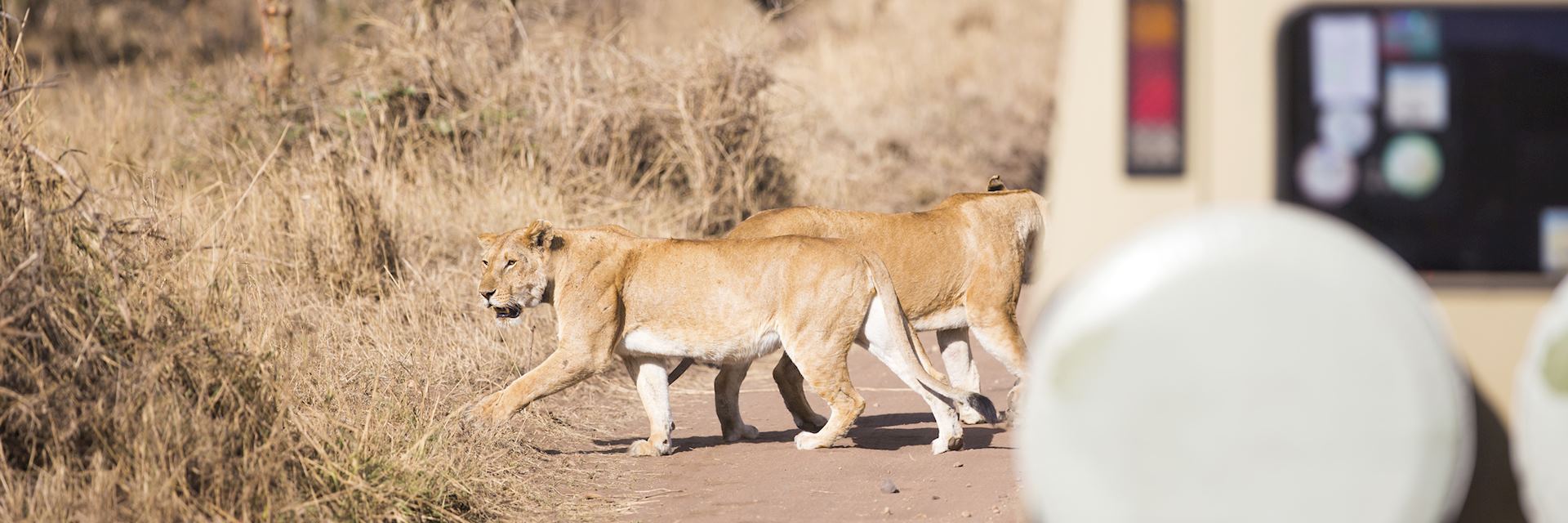 On Safari