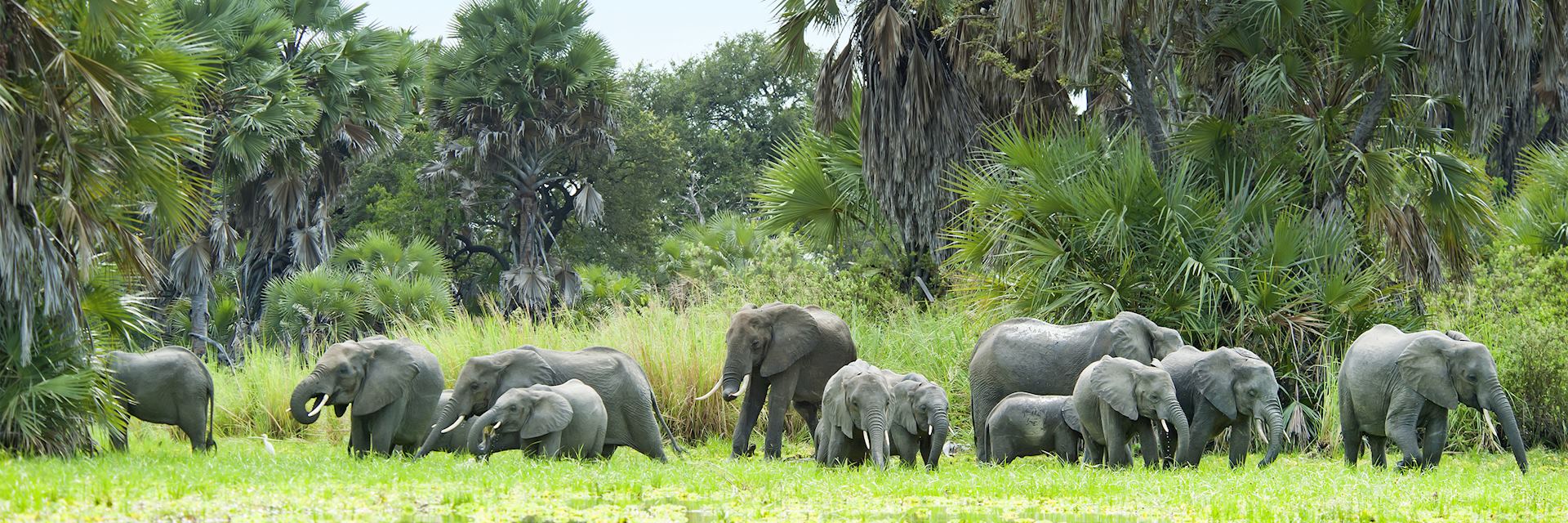 Elephant, Nyerere National Park